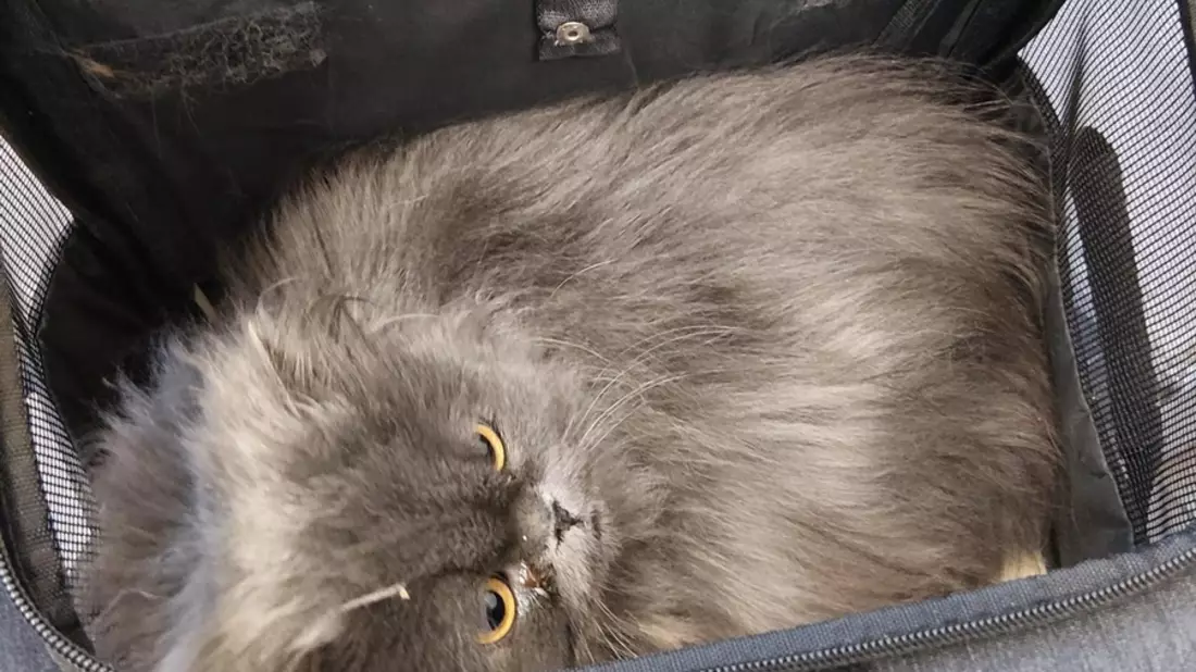 BPOL NRW: Aussetzung zweier Katzen am Bahnhof - Verursacher von Bundespolizei gestellt - Bild: presseportal.de