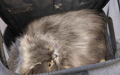 BPOL NRW: Aussetzung zweier Katzen am Bahnhof - Verursacher von Bundespolizei gestellt - Foto: presseportal.de