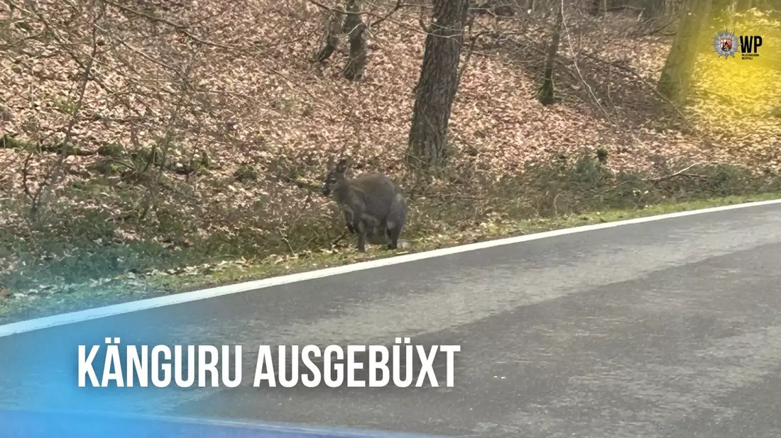 POL-PDKL: Kängurus ausgebüxt - Bild: presseportal.de