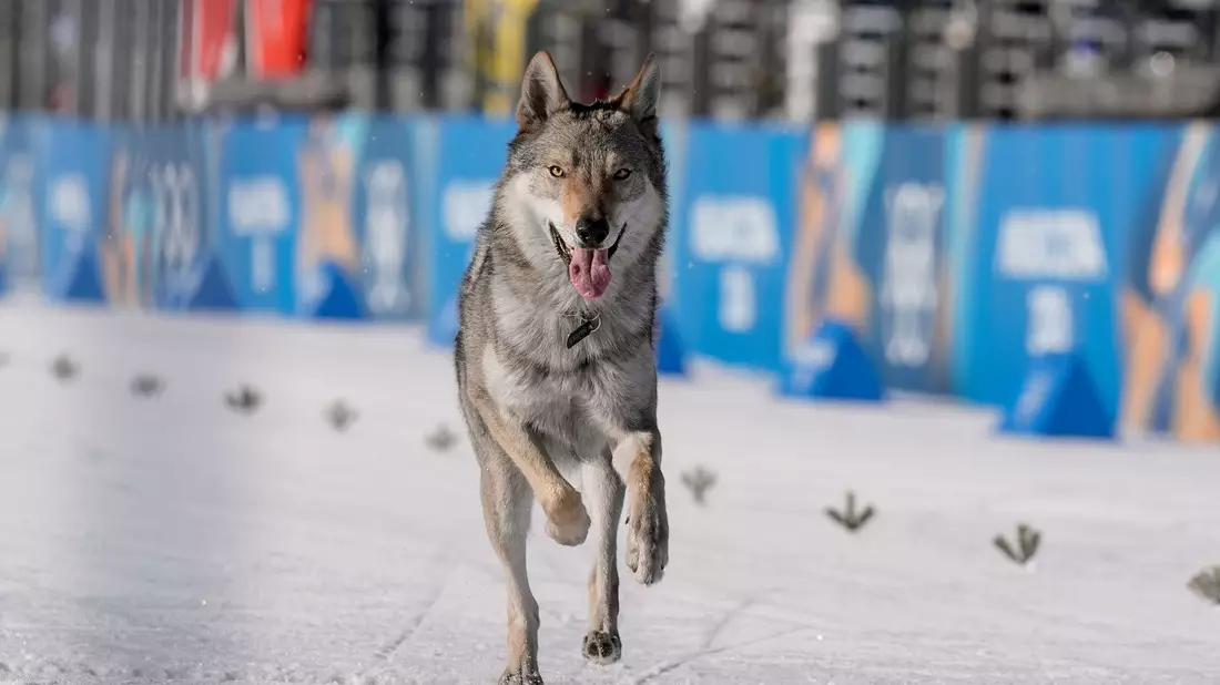 Nazgul, so der Name des Hundes, war vorher ausgebüxt. - Bild: Terje Pedersen/NTB/dpa
