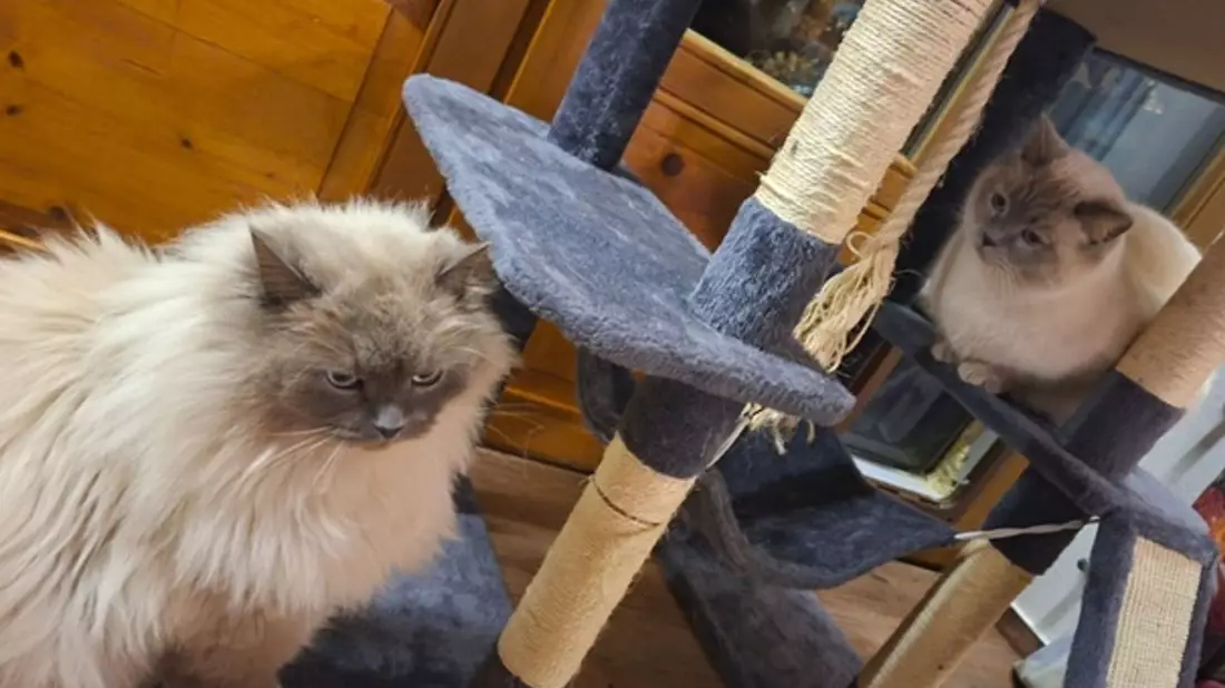 Die Birma-Kater Hubert  und Staller (r) sind inzwischen wieder im Allgäu vereint. - Bild: -/Polizeiinspektion Füssen/dpa