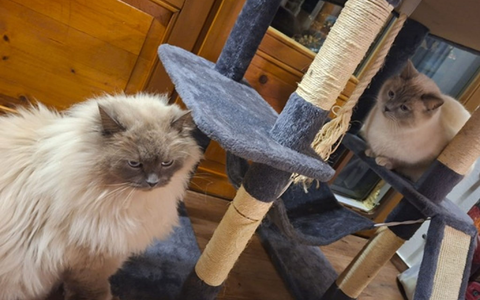 Die Birma-Kater Hubert  und Staller (r) sind inzwischen wieder im Allgäu vereint. - Foto: -/Polizeiinspektion Füssen/dpa