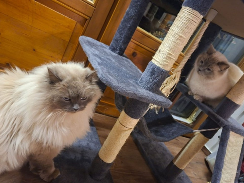 Die Birma-Kater Hubert  und Staller (r) sind inzwischen wieder im Allgäu vereint. - Foto: -/Polizeiinspektion Füssen/dpa