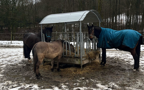 POL-DO: Tierische Gefahrenstellle auf der A 45: Polizei rettet drei Pferde von der Autobahn - Foto: presseportal.de