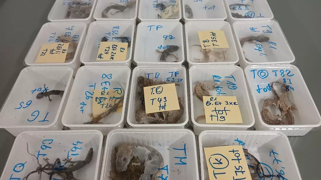 Tote Geckos liegen in Behältern nebeneinander auf einem Tisch. Die Tiere wurden bei einem Reptilienhalter in Unterfranken gefunden. - Bild: -/LRA Haßberge/dpa