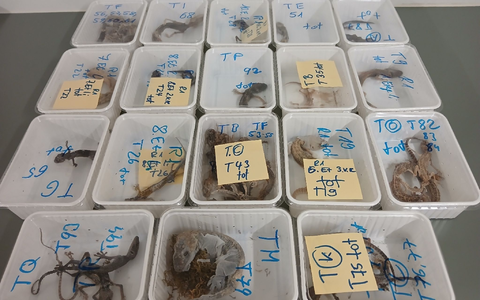 Tote Geckos liegen in Behältern nebeneinander auf einem Tisch. Die Tiere wurden bei einem Reptilienhalter in Unterfranken gefunden. - Foto: -/LRA Haßberge/dpa