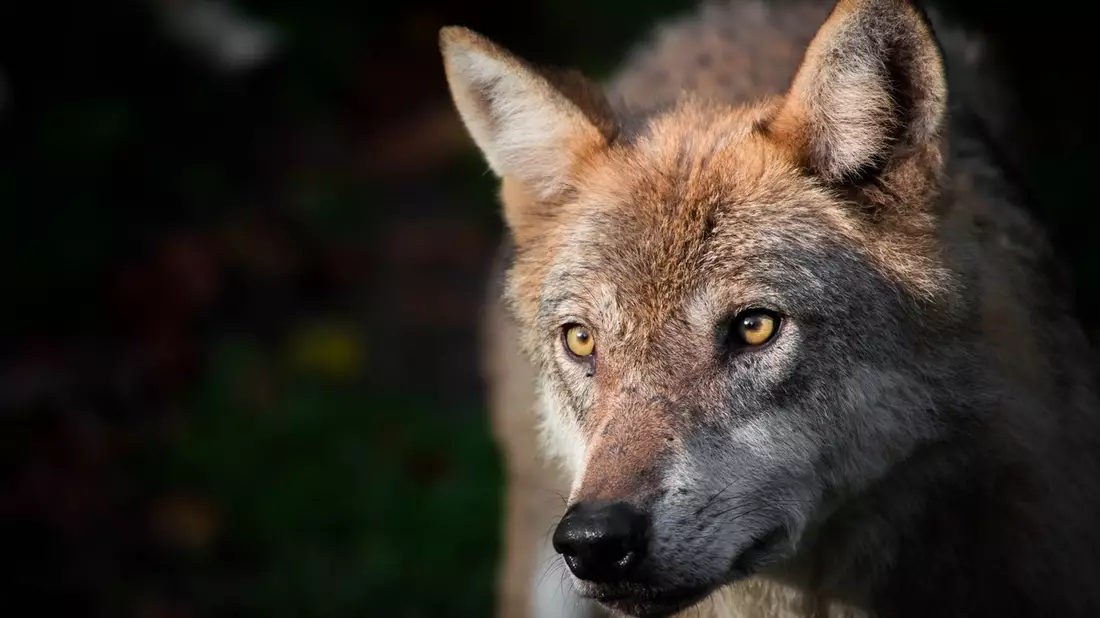 Wolf ins Jagdgesetz: Begründung der Bundesregierung ist unsachlich, irreführend, suggestiv - Bild: presseportal.de
