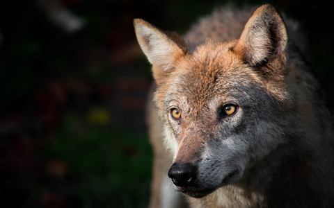 Wolf ins Jagdgesetz: Begründung der Bundesregierung ist unsachlich, irreführend, suggestiv - Foto: presseportal.de Wolf ins Jagdgesetz: Begründung der Bundesregierung ist unsachlich, irreführend, suggestiv - Foto: presseportal.de