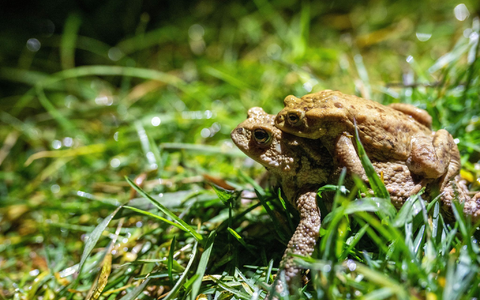 Manchmal auch per Taxi unterwegs: Kröten auf Wanderschaft. - Foto: Pia Bayer/dpa