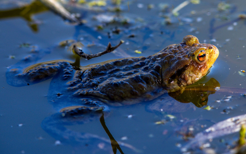 Das Erdkröten-Weibchen legt bis zu 6.000 Eier ab. (Archivbild) - Foto: Jens Büttner/dpa
