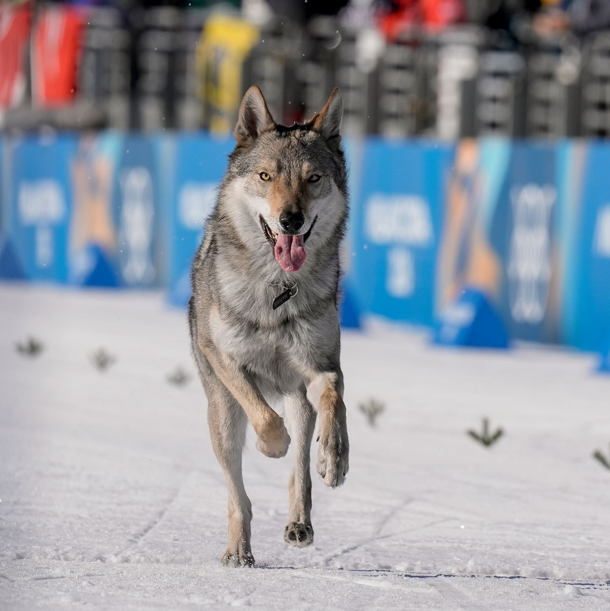 Der Hund war zuvor ausgebüxt, wie die Schwester des Besitzers berichtete. - Foto: Terje Pedersen/NTB/dpa