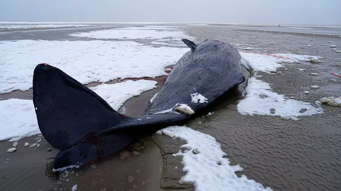 In Dänemark sind mehrere Wale gestrandet.  - Bild: Mads Claus Rasmussen/Ritzau Scanpix/AP/dpa