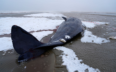 In Dänemark sind mehrere Wale gestrandet.  - Foto: Mads Claus Rasmussen/Ritzau Scanpix/AP/dpa