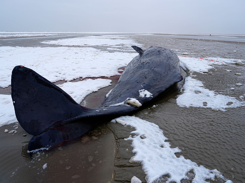 In Dänemark sind mehrere Wale gestrandet.  - Foto: Mads Claus Rasmussen/Ritzau Scanpix/AP/dpa
