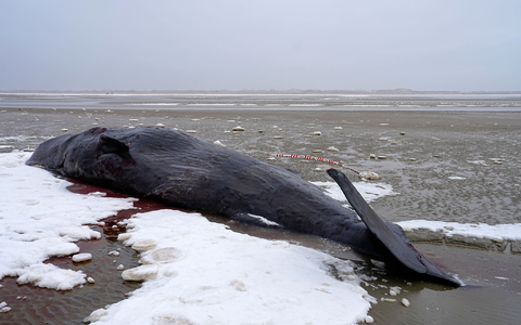 Manchmal verirren sich männliche Wale und geraten in flachere Gewässer.  - Foto: Mads Claus Rasmussen/Ritzau Scanpix/AP/dpa