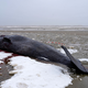 Manchmal verirren sich männliche Wale und geraten in flachere Gewässer.  - Foto: Mads Claus Rasmussen/Ritzau Scanpix/AP/dpa
