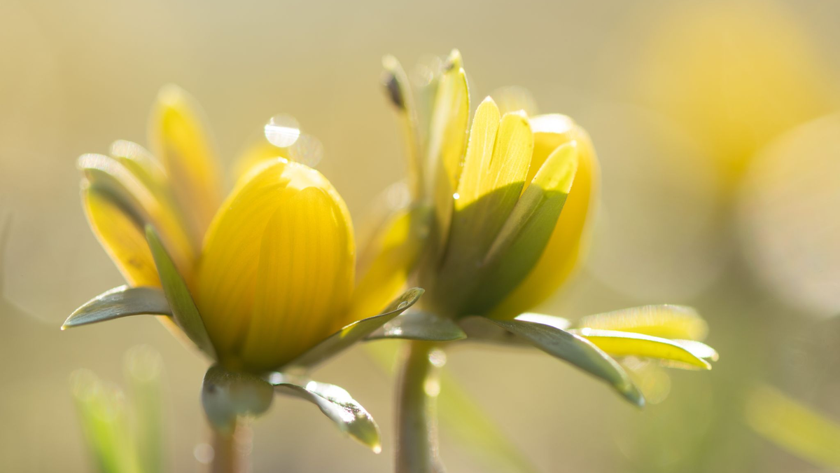 Manche Menschen reagieren stärker als andere auf Wetteränderungen. (Symbolbild) - Foto: Sebastian Kahnert/dpa