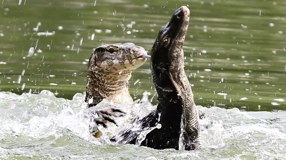 Bindenwarane halten sich besonders gern im Wasser auf. (Archivbild) - Bild: picture alliance / dpa