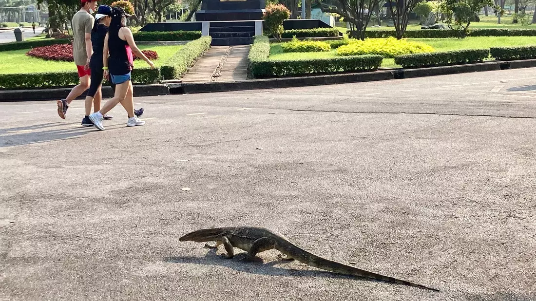 Manche erstarren vor Schreck, andere sind längst an die Riesenechsen in Bangkok berühmtestem Park gewöhnt. - Bild: Carola Frentzen/dpa