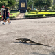 Manche erstarren vor Schreck, andere sind längst an die Riesenechsen in Bangkok berühmtestem Park gewöhnt. - Foto: Carola Frentzen/dpa