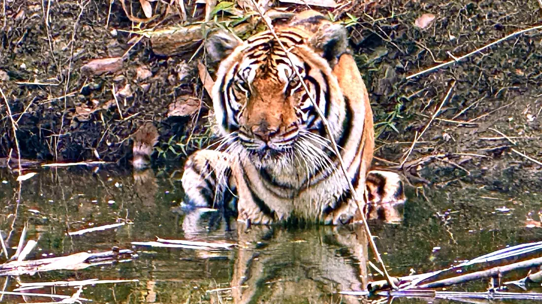 Innerhalb weniger Wochen starben in Nordthailand Dutzende Tiger - offenbar an einem Virus. (Archivbild) - Bild: Carola Frentzen/dpa