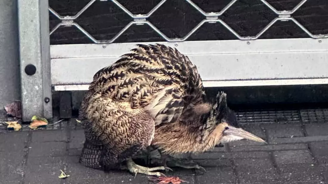 FW-NE: Seltener Vogel in Grimlinghausen | Rohrdommel auf Abwegen - Bild: presseportal.de