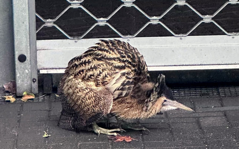 FW-NE: Seltener Vogel in Grimlinghausen | Rohrdommel auf Abwegen - Foto: presseportal.de