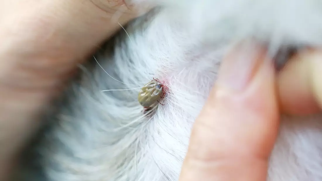 Zecken? Ganzjährig ein Thema: warum Tierhaltende jetzt handeln sollten - Bild: presseportal.de