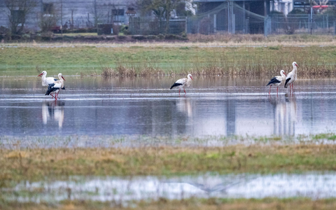 An eigenen Pegeln in Bayern ist die Meldestufe 3 überschritten. - Foto: Pia Bayer/dpa