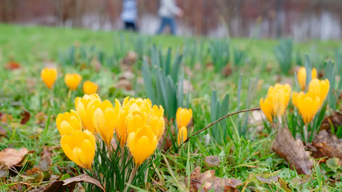 Milde Temperaturen sind für die nächsten Tage vorhergesagt. - Bild: Uwe Anspach/dpa