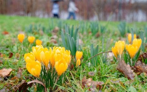 Milde Temperaturen sind für die nächsten Tage vorhergesagt. - Foto: Uwe Anspach/dpa