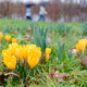 Milde Temperaturen sind für die nächsten Tage vorhergesagt. - Foto: Uwe Anspach/dpa