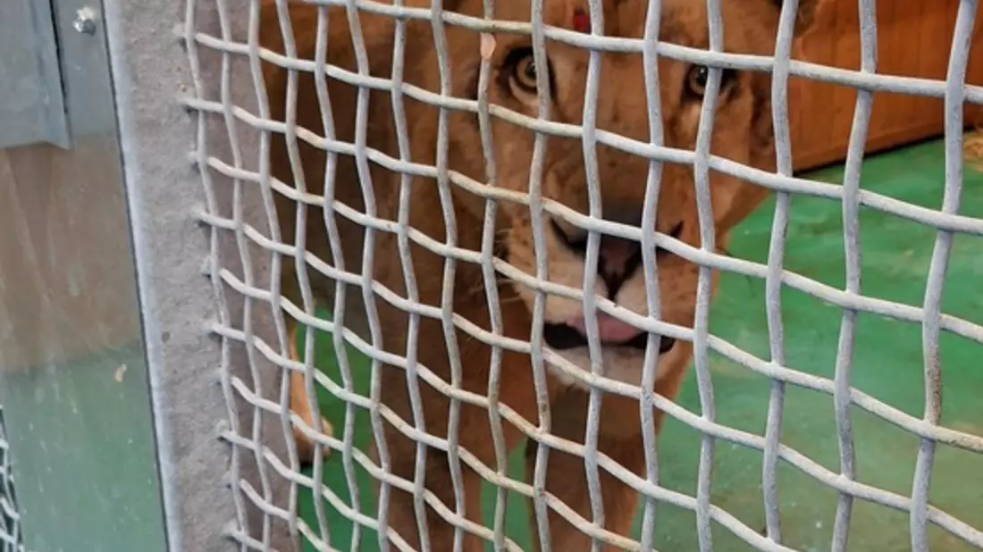 HZA-SB: Löwe Erion auf dem Weg in eine sichere Zukunft; Der Zoll begleitet Erions Ankunft in der Wildtierstation - Bild: presseportal.de