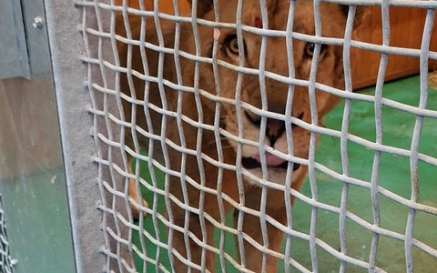 HZA-SB: Löwe Erion auf dem Weg in eine sichere Zukunft; Der Zoll begleitet Erions Ankunft in der Wildtierstation - Foto: presseportal.de