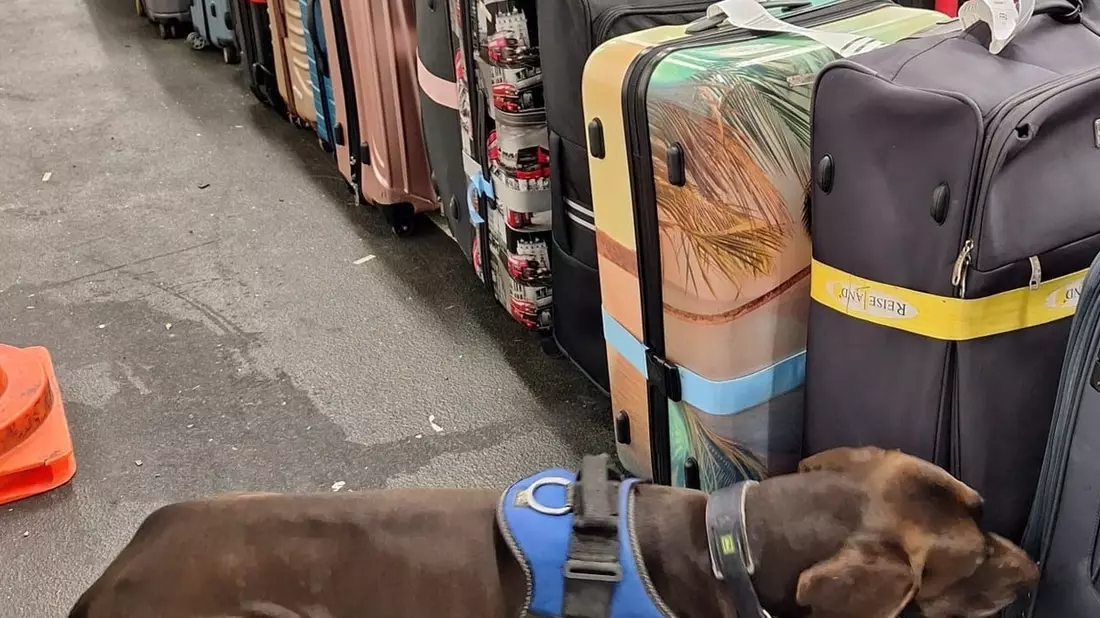 HZA-F: 83 Kilogramm Kokain durch Frankfurter Flughafenzoll beschlagnahmt - Rauschgiftspürhund Zlat erschnüffelt Rauschgift in drei Reisekoffern - Bild: presseportal.de