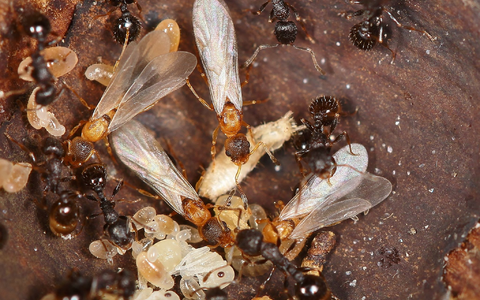 Hellbraune, geflügelte Ameisenköniginnen überfallen den Staat einer anderen Art und lassen dort den eigenen Nachwuchs aufziehen.  - Foto: Kyoichi Kinomura/Universität Regensburg/dpa