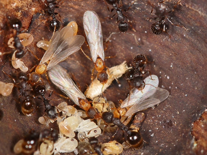 Hellbraune, geflügelte Ameisenköniginnen überfallen den Staat einer anderen Art und lassen dort den eigenen Nachwuchs aufziehen.  - Foto: Kyoichi Kinomura/Universität Regensburg/dpa