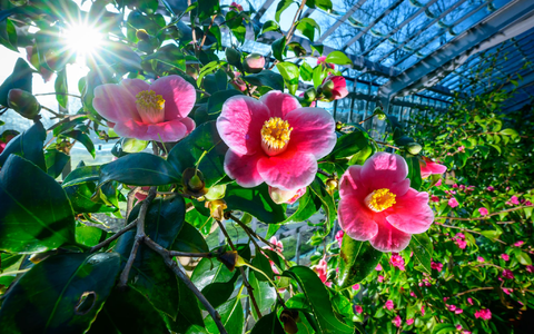 Milde Temperaturen sind für die nächsten Tage vorhergesagt. - Foto: Patrick Pleul/dpa