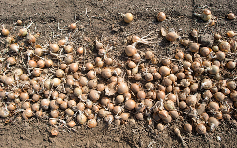 Deutschlands Gemüsebauern haben im vergangenen Jahr so viele Zwiebeln geerntet wie nie seit 1990. (Archivbild) - Foto: Klaus-Dietmar Gabbert/dpa-Zentralbild/ZB