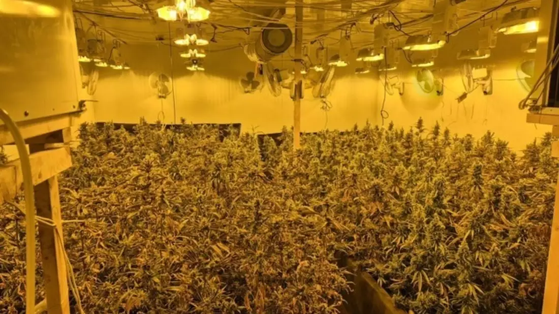 POL-BOR: Gronau - Illegal Marihuana angebaut - Bild: presseportal.de