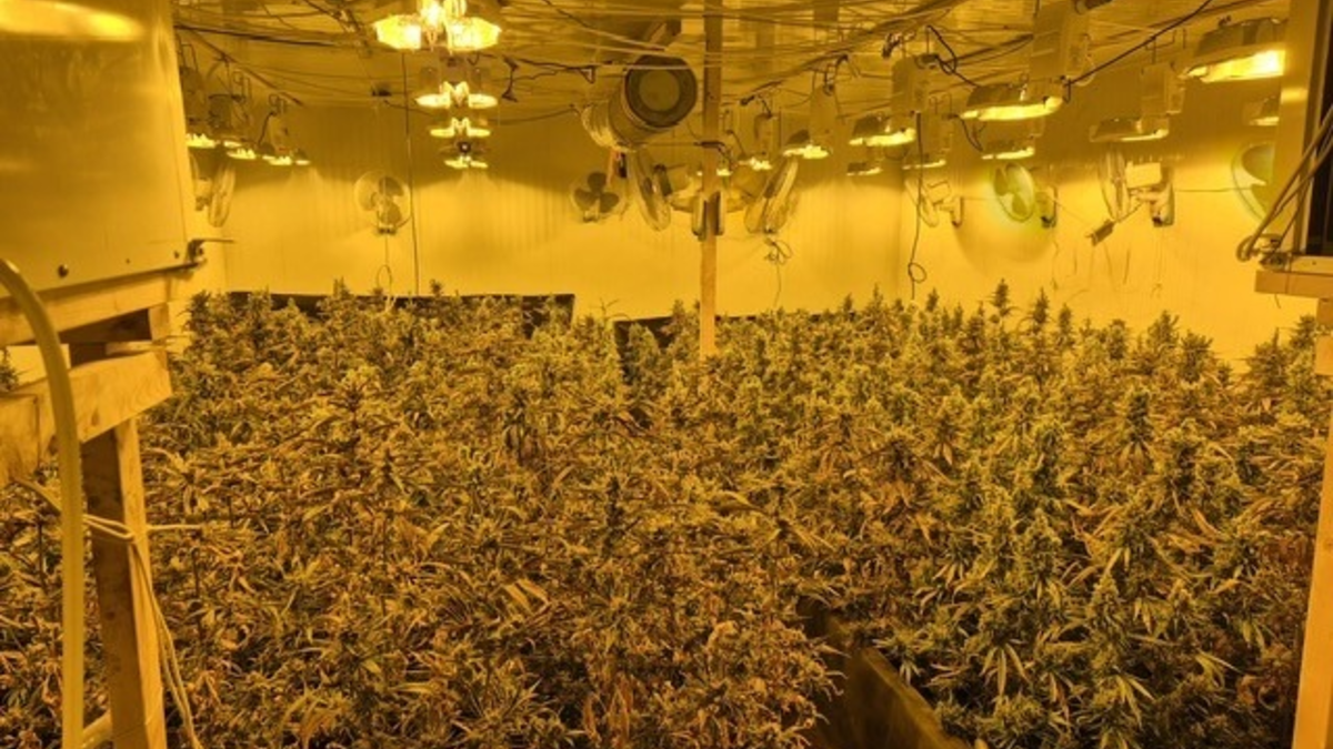 POL-BOR: Gronau - Illegal Marihuana angebaut - Foto: presseportal.de