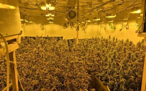 POL-BOR: Gronau - Illegal Marihuana angebaut - Foto: presseportal.de