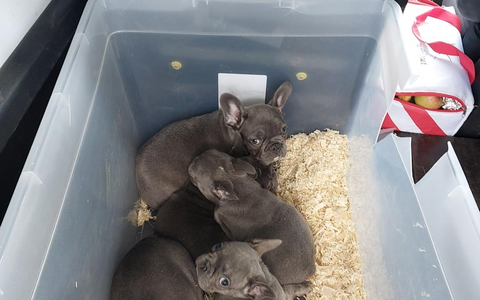 BPOLI LUD: Bundespolizei stoppt Transporter mit 13 Hunden an der Grenze - Foto: presseportal.de