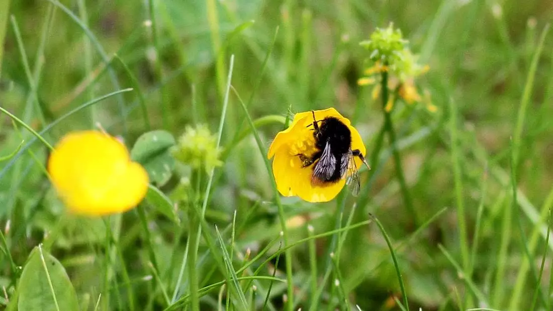Hummel bestäubt Blüte (Archiv) - Bild: via dts Nachrichtenagentur