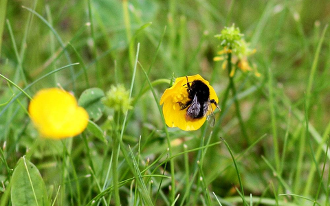 Hummel bestäubt Blüte (Archiv) - Foto: via dts Nachrichtenagentur