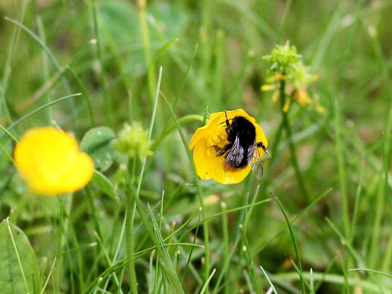 Hummel bestäubt Blüte (Archiv) - Foto: via dts Nachrichtenagentur