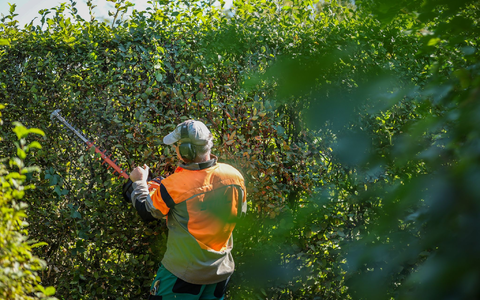 Radikale Heckenschnitte sind verboten. (Archivbild) - Foto: Jan Woitas/dpa
