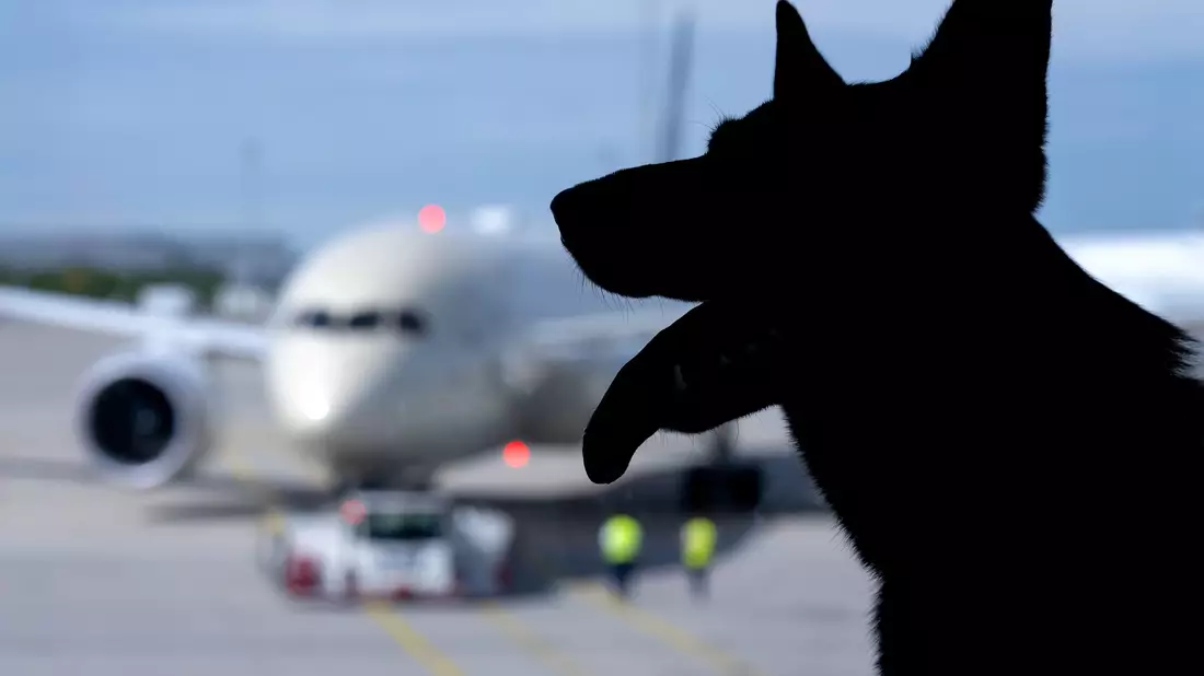 In Italien sind große Hunde an Bord von Flugzeugen nun erlaubt. (Symbolbild) - Bild: Sven Hoppe/dpa