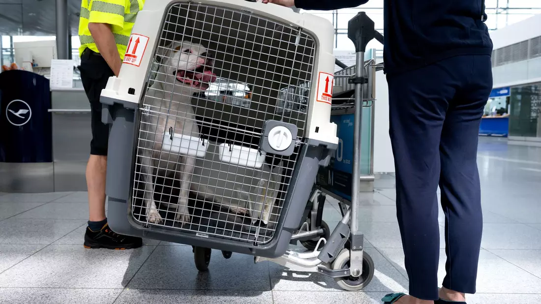 Bislang müssen größere Hunde in Transportboxen. (Symbolbild) - Bild: Sven Hoppe/dpa