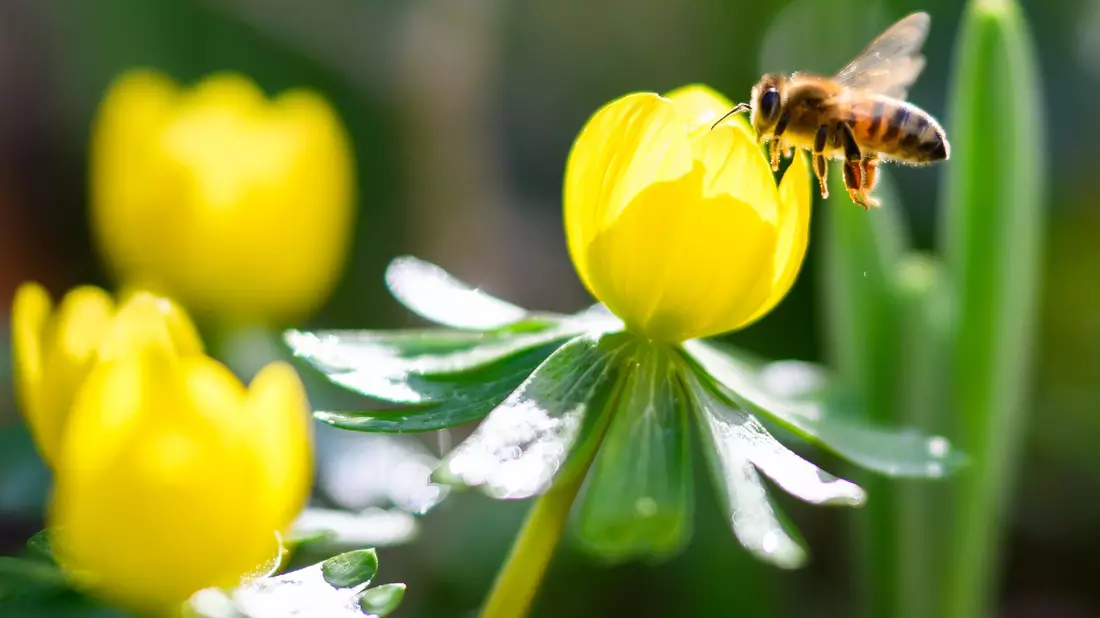 Das warme und sonnige Wetter löst Frühlingsgefühle aus. - Bild: Julian Stratenschulte/dpa
